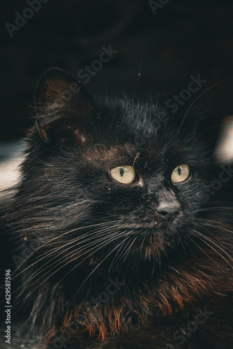 portrait of a cat