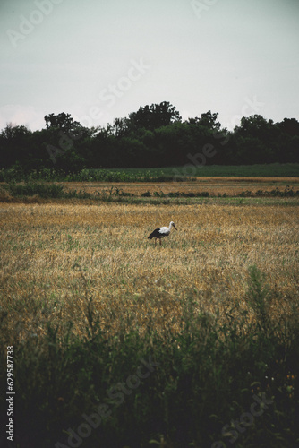 birds flying over the field