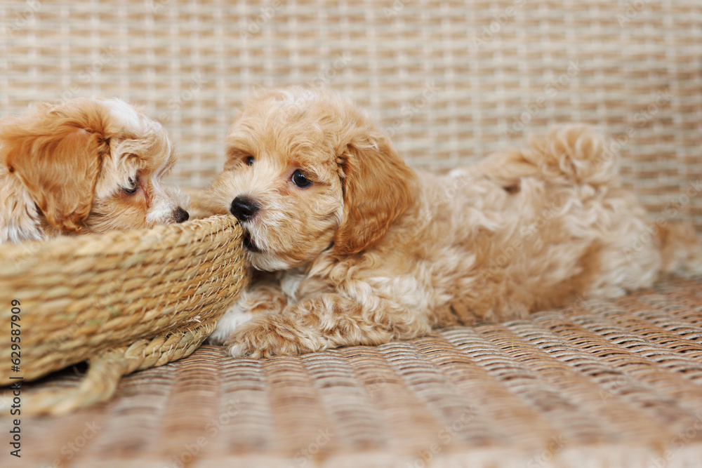 Funny Maltipoo puppy is resting in a modern interior. Beloved pet in the natural atmosphere of a beautiful home. Funny Maltipoo puppy is resting in a modern interior. Beloved pet in the natural atmosphere of a beautiful home.
