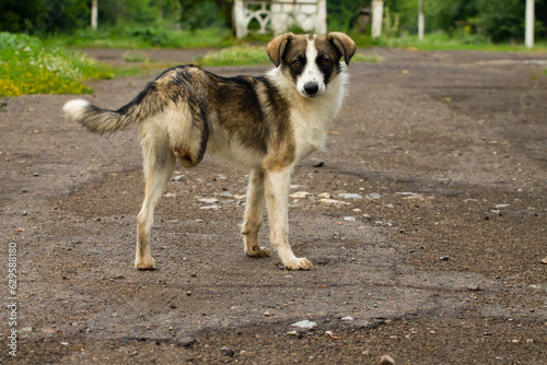 dog on the road  dog on the street