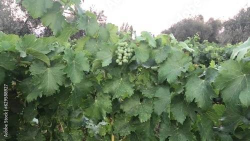 Vineyard with green grapes and blue sky