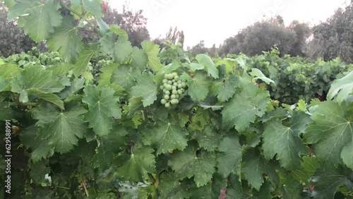 Vineyard with green grapes and blue sky