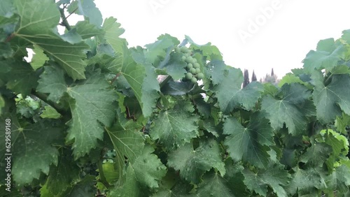 Vineyard with green grapes and blue sky