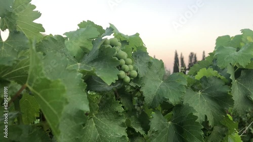Vineyard with green grapes and blue sky