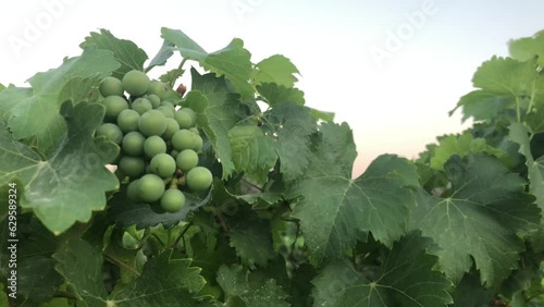 Vineyard with green grapes and blue sky
