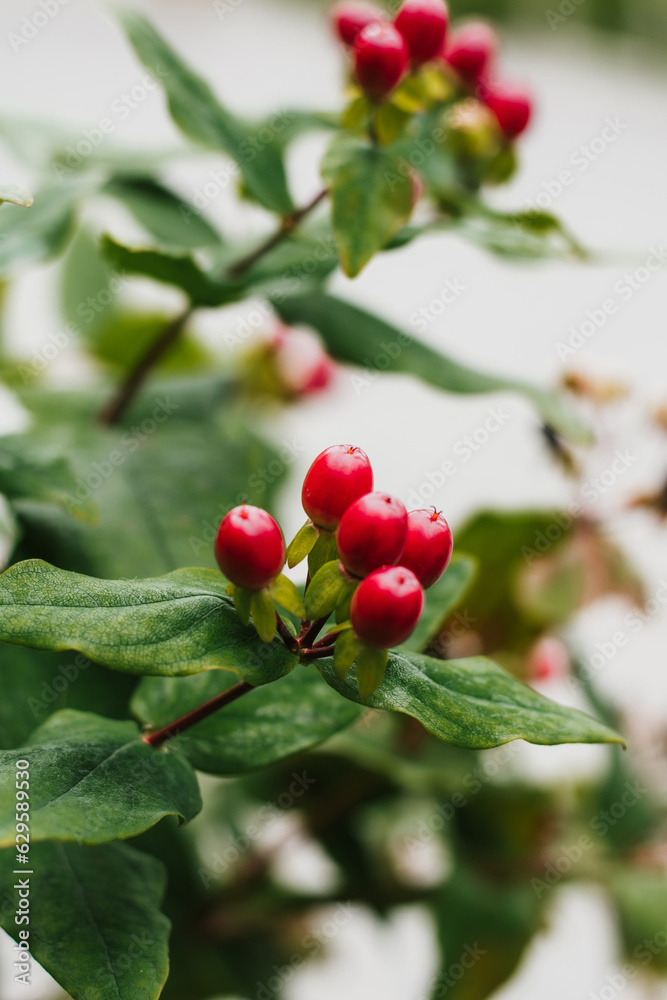 red berries in a park