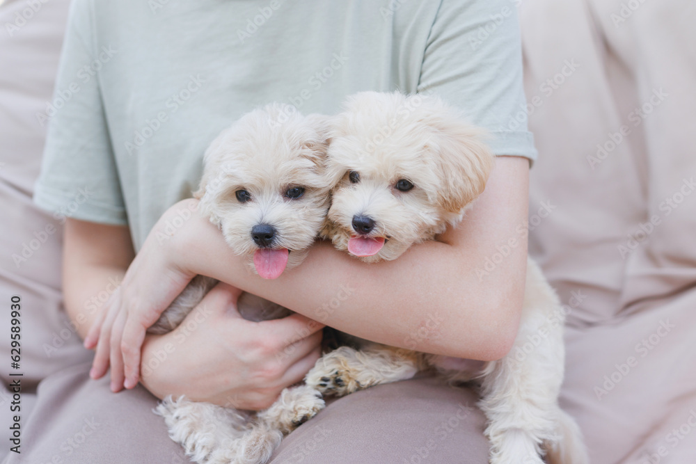 Cute puppies of the Maltipoo breed are resting in the arms of a girl on home. Beloved pet in the natural atmosphere. Cute puppies of the Maltipoo breed are resting in the arms of a girl on home. Beloved pet in the natural atmosphere.