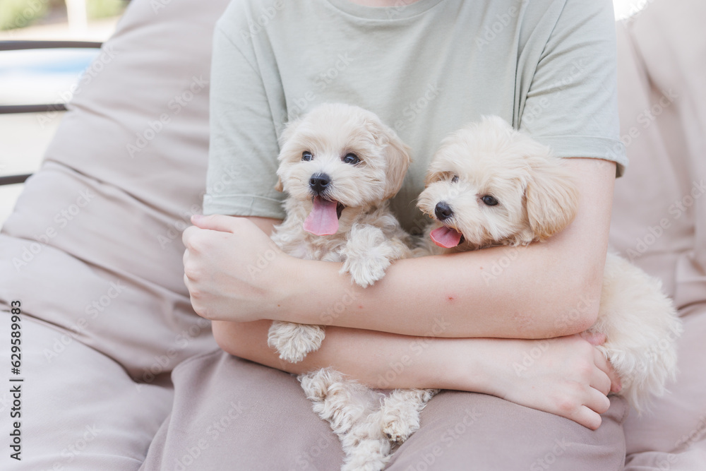 Cute puppies of the Maltipoo breed are resting in the arms of a girl on home. Beloved pet in the natural atmosphere. Cute puppies of the Maltipoo breed are resting in the arms of a girl on home. Beloved pet in the natural atmosphere.