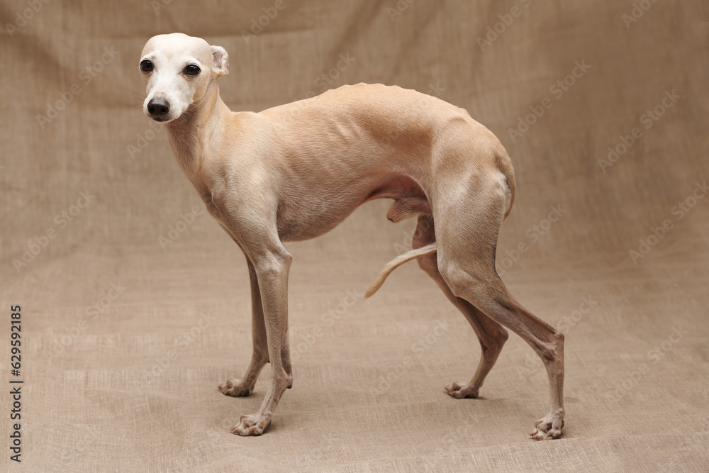 Portrait of Italian Greyhound male dog posing isolated on beige studio background Portrait of Italian Greyhound male dog posing isolated on beige studio background