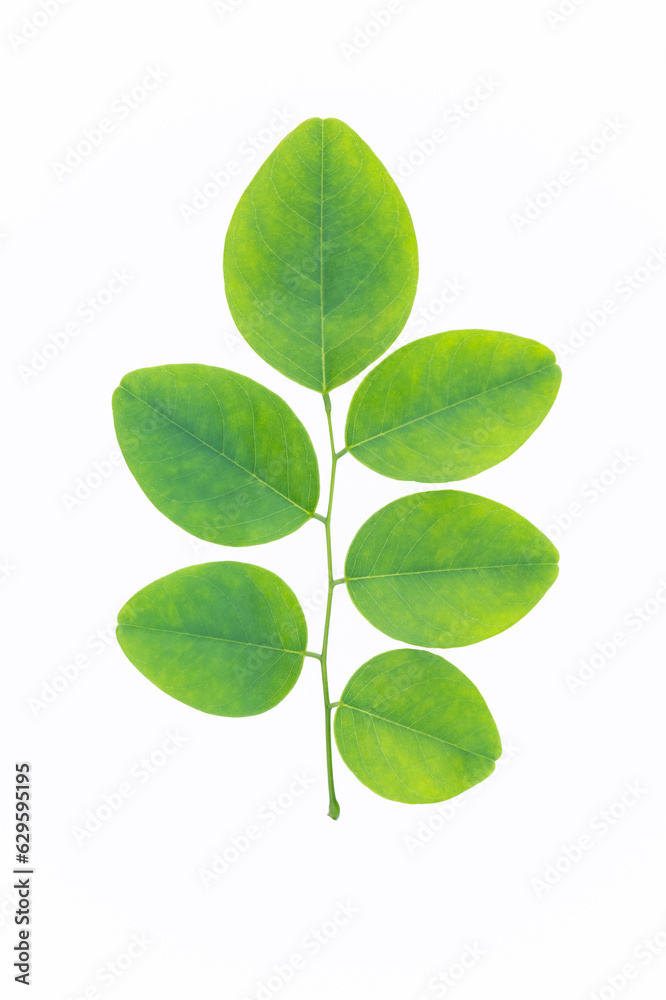 colorful young Burma Padauk(Pterocarpus macrocarpus) leaf  on white background,isolsted