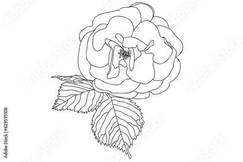 Black and white painted rose with leaves, intended for holidays, postcards, March 8, Valentine 