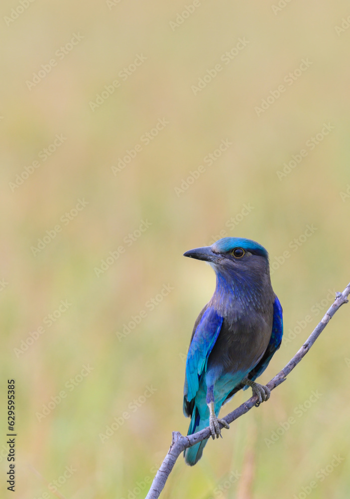  Indian Roller ( Coracias benghalensis ) perched on dry tree branches  ,Thailand
