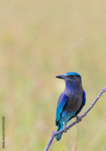  Indian Roller ( Coracias benghalensis ) perched on dry tree branches  ,Thailand © suradech