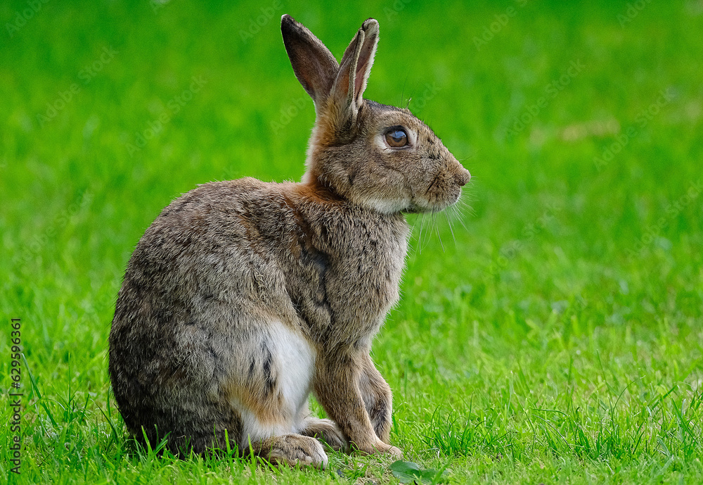 Rabbits, also known as bunnies or bunny rabbits, are small mammals in the family Leporidae of the order Lagomorpha. Rabbits, also known as bunnies or bunny rabbits, are small mammals in the family Leporidae of the order Lagomorpha.