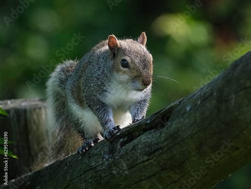 The eastern gray squirrel, also known, particularly outside of North America, as simply the grey squirrel, is a tree squirrel in the genus Sciurus.