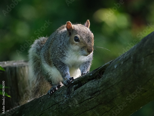 The eastern gray squirrel, also known, particularly outside of North America, as simply the grey squirrel, is a tree squirrel in the genus Sciurus. photo