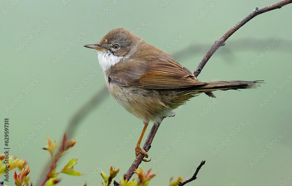 The common whitethroat or greater whitethroat is a common and widespread typical warbler The common whitethroat or greater whitethroat is a common and widespread typical warbler