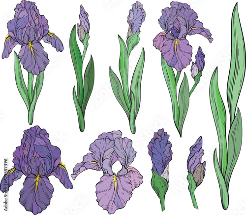 Set of iris flowers and leaves.
