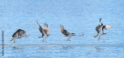 A Composite Image of an Osprey as It Snagged a Fish from the Ocean and Took Off With It
