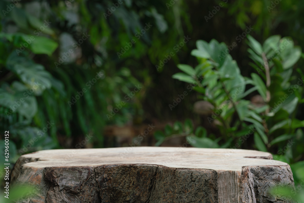 Wood tabletop podium floor in outdoors blur green leaf tropical forest nature landscape background.cosmetic natural product mock up placement pedestal stand display,jungle summer concept. Wood tabletop podium floor in outdoors blur green leaf tropical forest nature landscape background.cosmetic natural product mock up placement pedestal stand display,jungle summer concept.