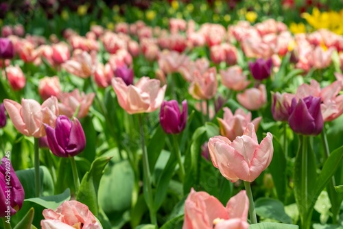 Expansive field of beautiful pink tulips in full bloom in the garden