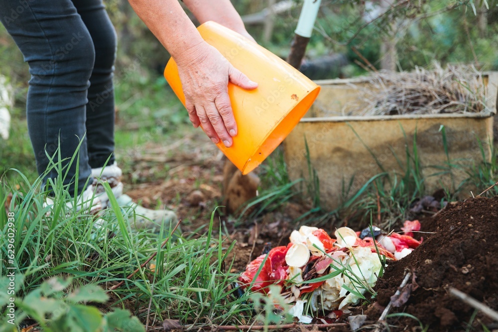 Fototapeta premium Elderly woman tending to her compost in the garden, pouring some from a bucket on the soil