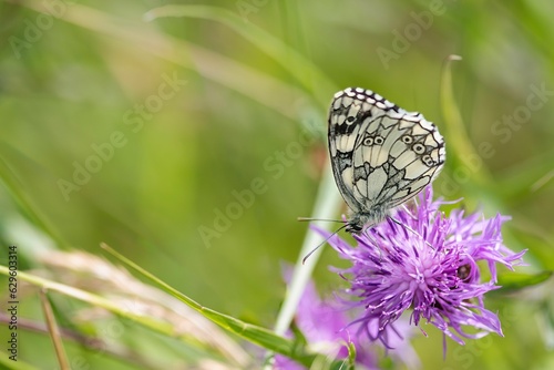 Closeup of a Marbled white butterfly on Knapweed flower