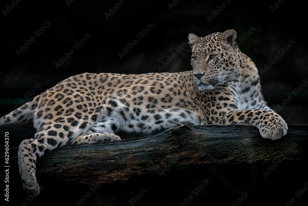 Persian panther lying on a tree branch with a dark background Persian panther lying on a tree branch with a dark background