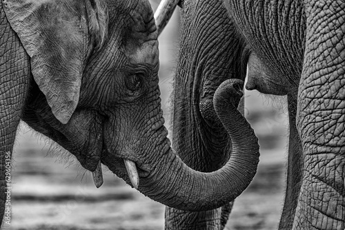 Canvas Print Grayscale shot of two African elephants standing side by side looking for breast