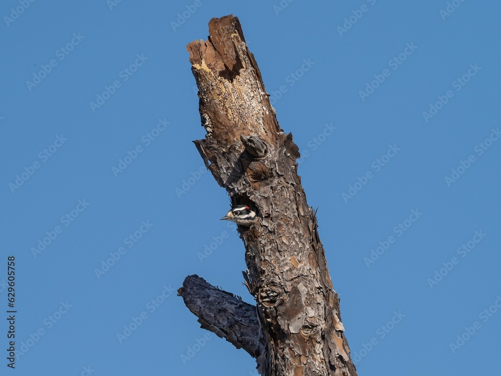 Fototapeta premium Downy woodpecker perched atop a dead tree, its beak poised for foraging
