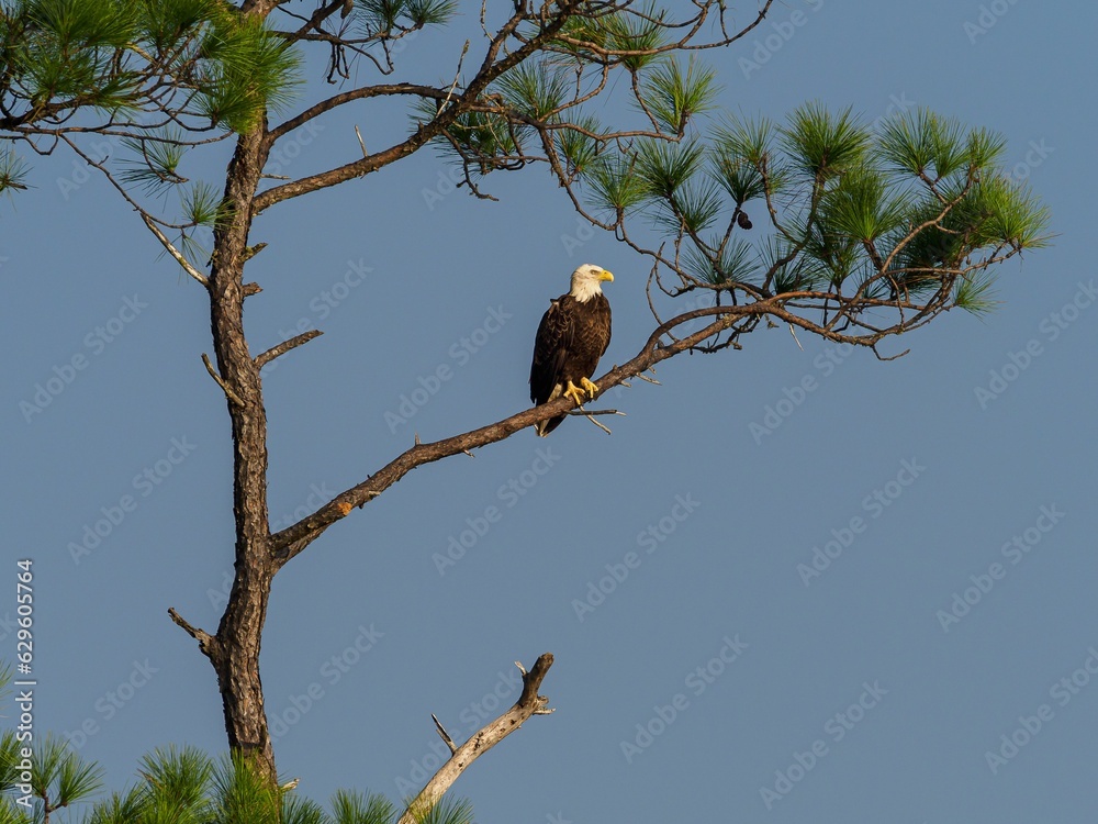 an eagle perched in the top of a pine tree, looking into the distance an eagle perched in the top of a pine tree, looking into the distance