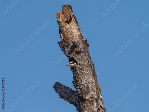 Downy woodpecker perched atop a dead tree, its beak poised for foraging
