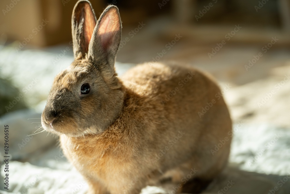 Closeup of a fluffy brown rabbit perched on a cozy blanket Closeup of a fluffy brown rabbit perched on a cozy blanket