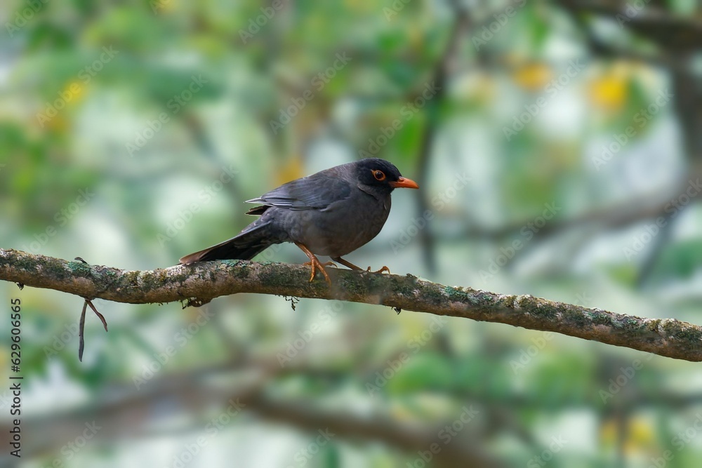 Glossy-black thrush on a branch of a tree against a blurred backdrop