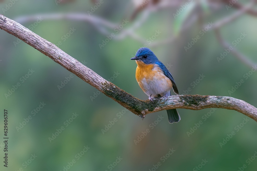 Vibrant, tiny Tickell's blue flycatcher is perched atop a slender branch