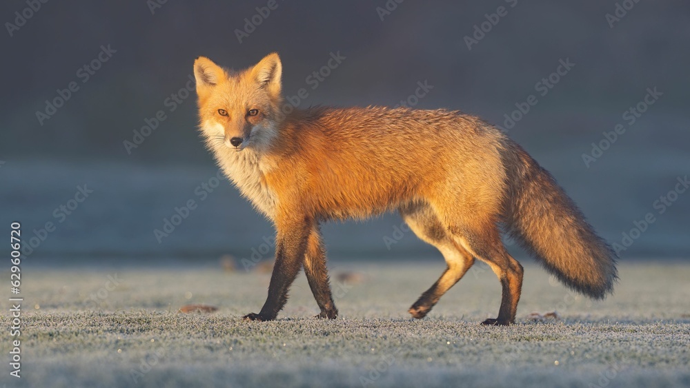 Fototapeta premium Red fox (Vulpes vulpes)
