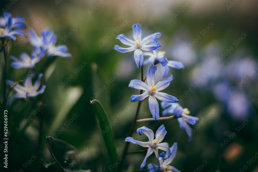 Selective focus shot of chionodoxa luciliae (glory of the snow) in the garden Selective focus shot of chionodoxa luciliae (glory of the snow) in the garden