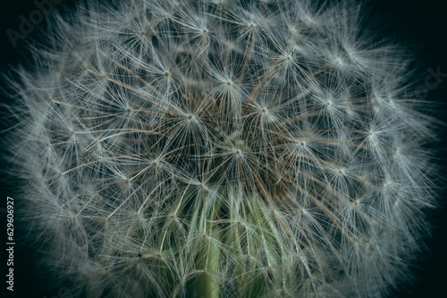 Closeup of a white fluffy dandelion