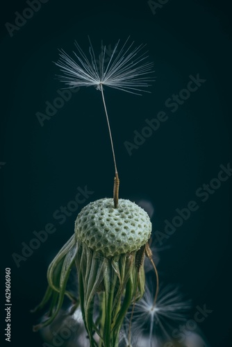 the dandelion seeds and seeds in the dark sky