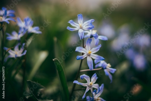 Selective focus shot of chionodoxa luciliae (glory of the snow) in the garden