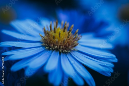 Closeup of blue chamomile with water drops in the garden