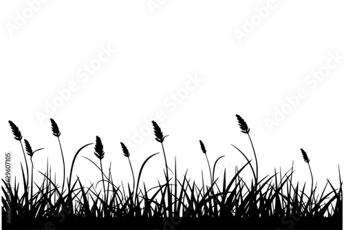 Abstract background with black silhouettes of meadow wild herbs and flowers. Vector illustration.