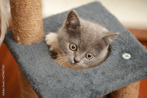 Gray and white kitten with yellow eyes playing on gray play stand