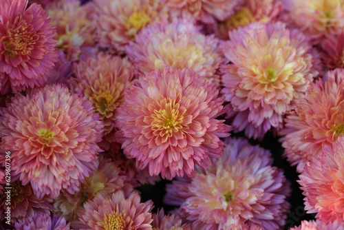 Closeup of blooming Chrysanthemum flowers