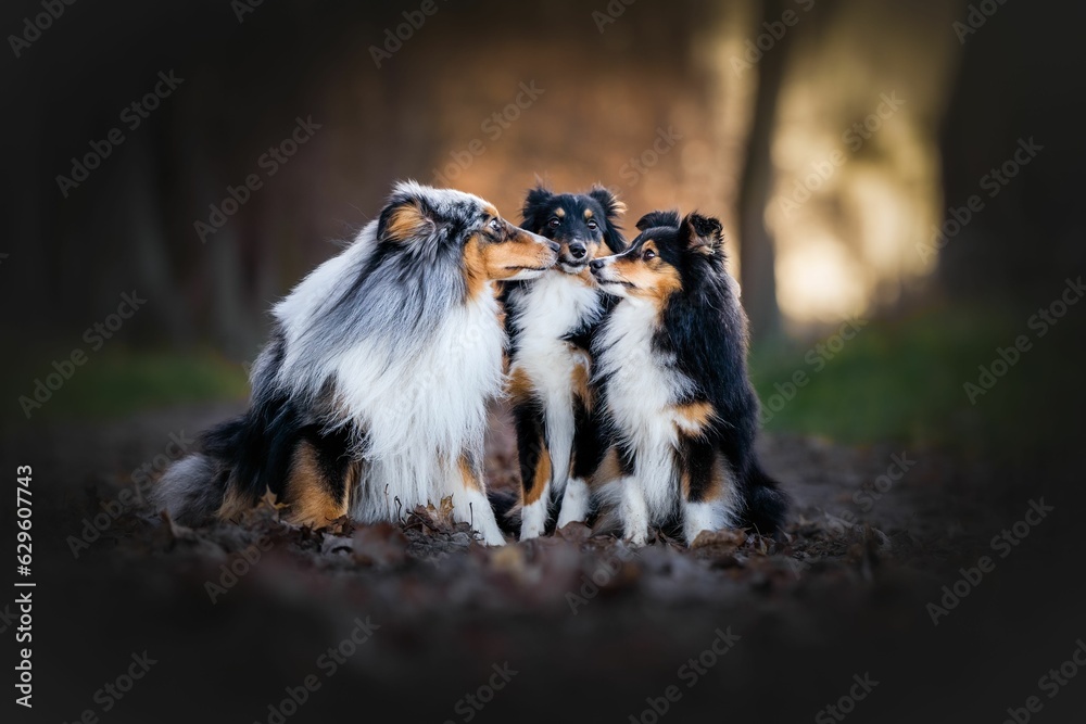 Adorable close-up of three Shelties sitting next to each other in a forest
