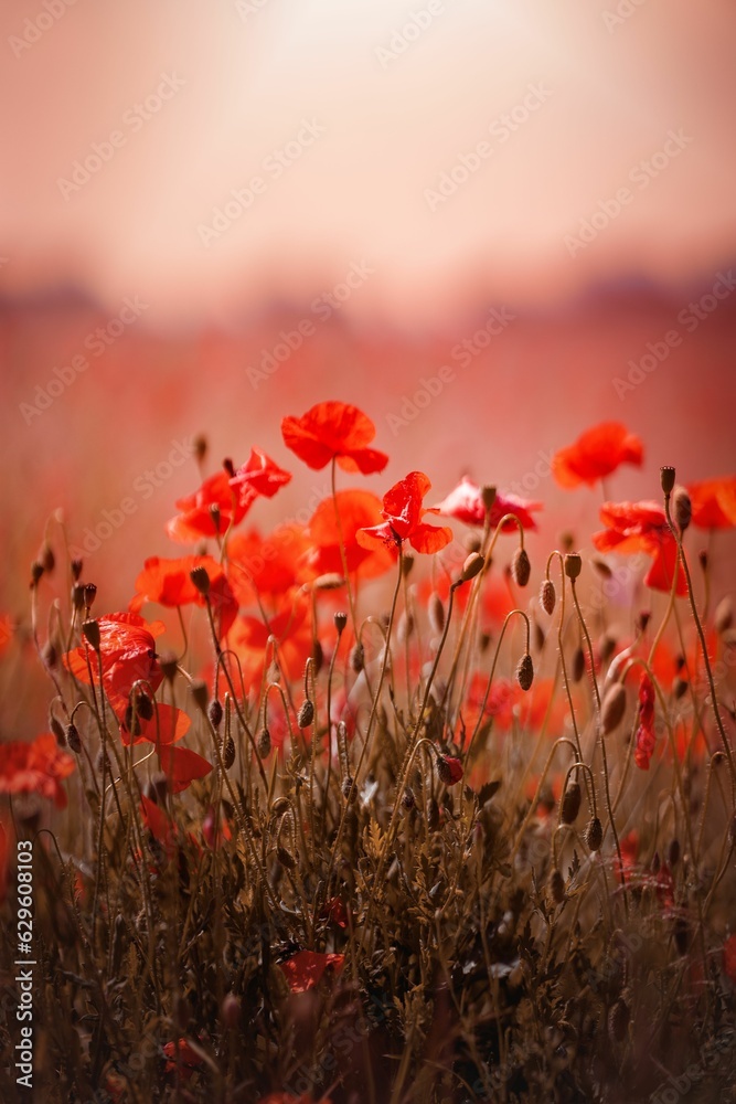 Obraz premium Vibrant array of red poppies in a field.