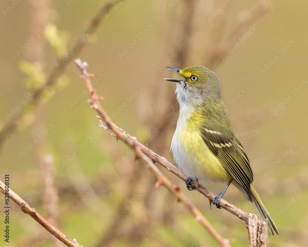 Fototapeta premium Closeup shot of a white-eyed vireo bird perched on a tree branch
