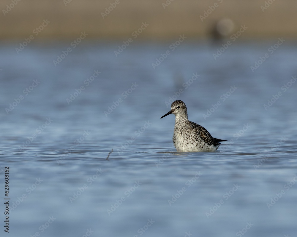 Wood sandpiper wading in a body of water, its beak visible in the sunlight Wood sandpiper wading in a body of water, its beak visible in the sunlight