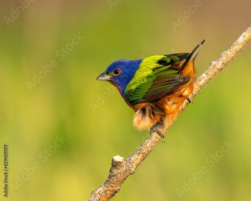 Vibrant painted bunting (Passerina ciris) bird perched on a tree branch