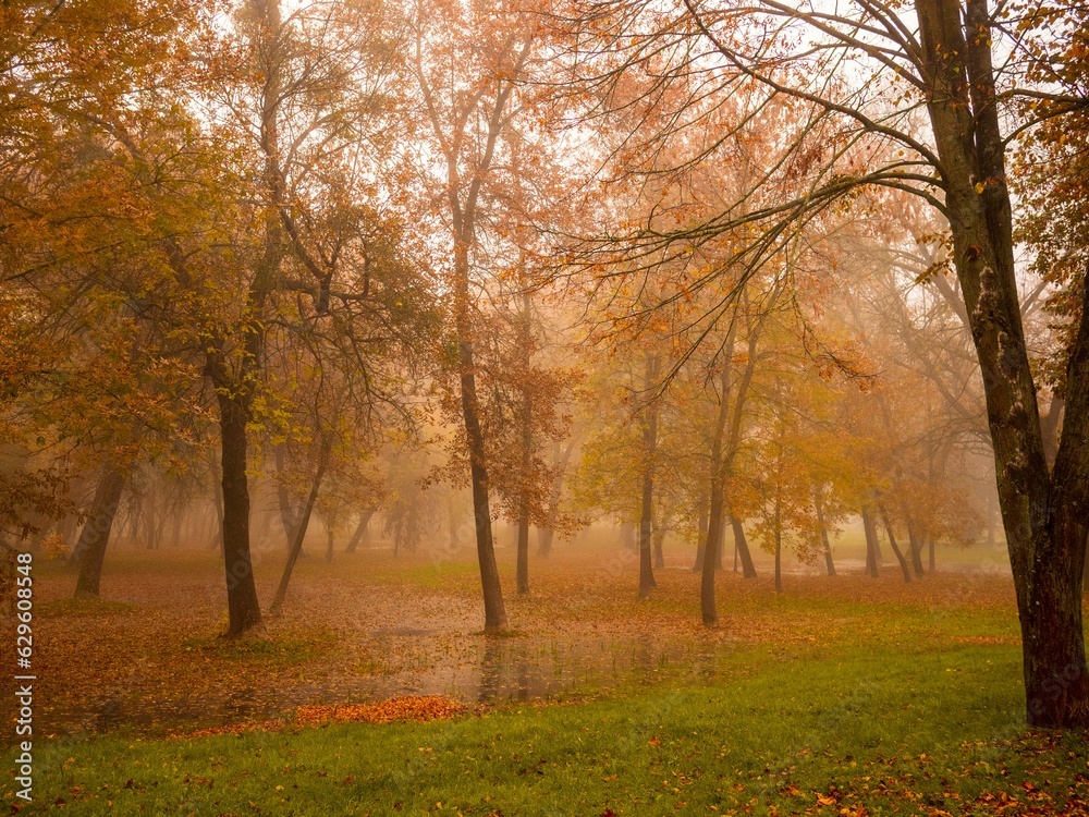 foggy park on a beautiful autumn day in the fall